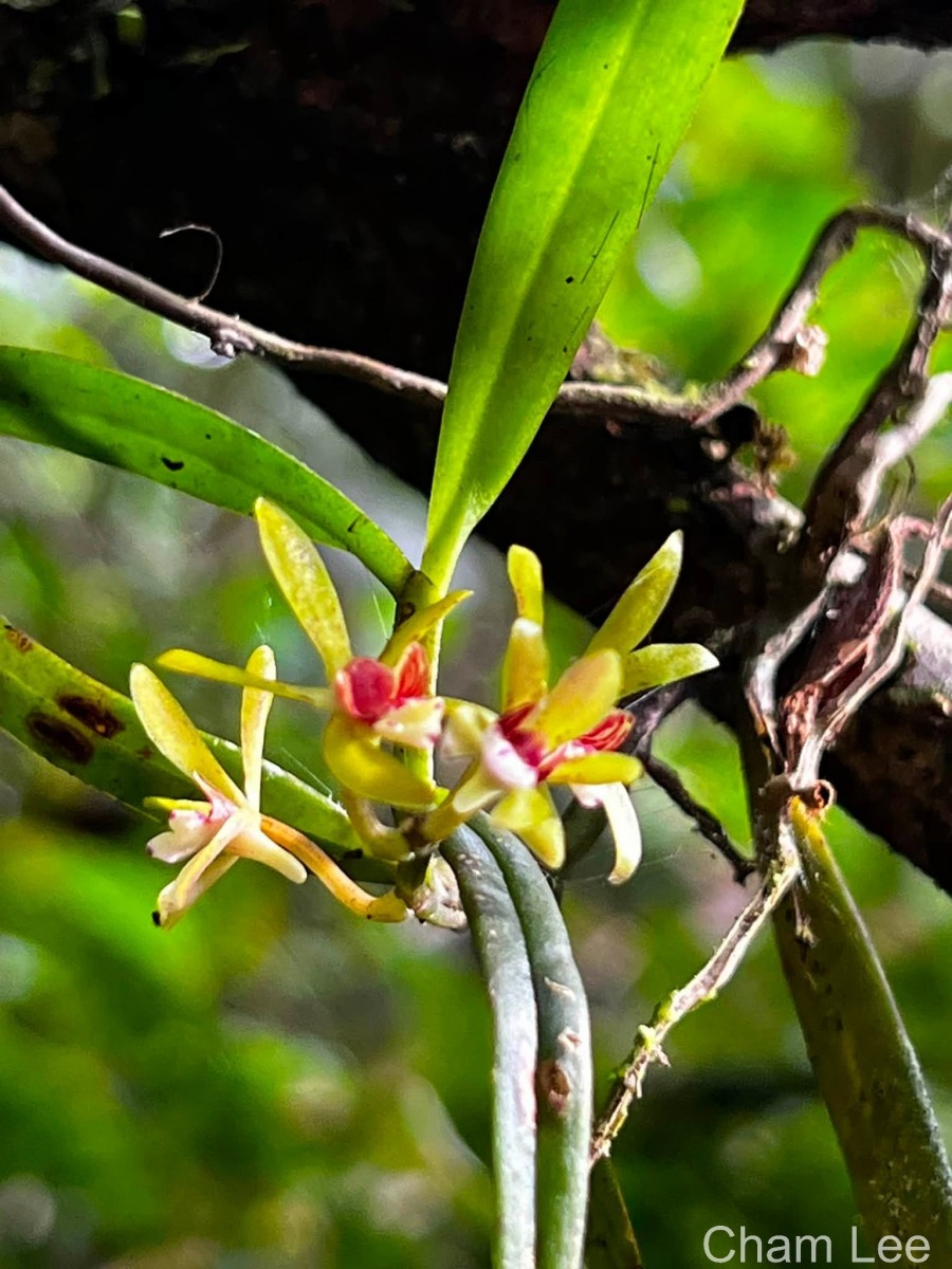 Trichoglottis longifolia Atthan., C.Bandara, N.L.Bandara & Kumar